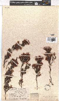 Erica daphniflora image