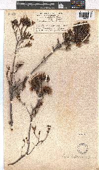 Erica daphniflora image