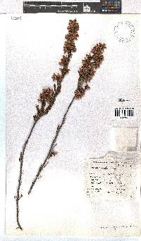 Erica daphniflora image