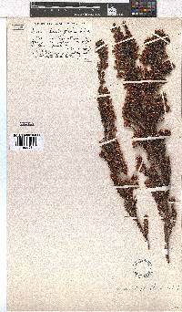 Erica daphniflora image