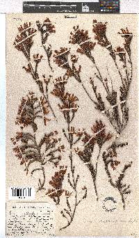 Erica daphniflora image