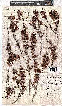 Erica daphniflora image
