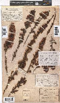 Erica daphniflora image