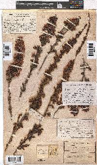 Erica daphniflora image