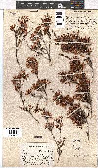 Erica daphniflora image