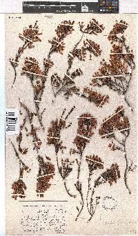 Erica daphniflora image