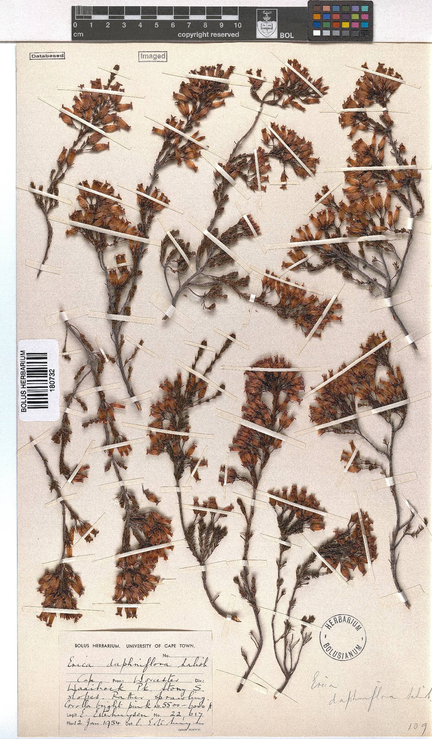 Erica daphniflora image