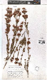 Erica daphniflora image