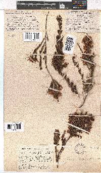 Erica daphniflora image