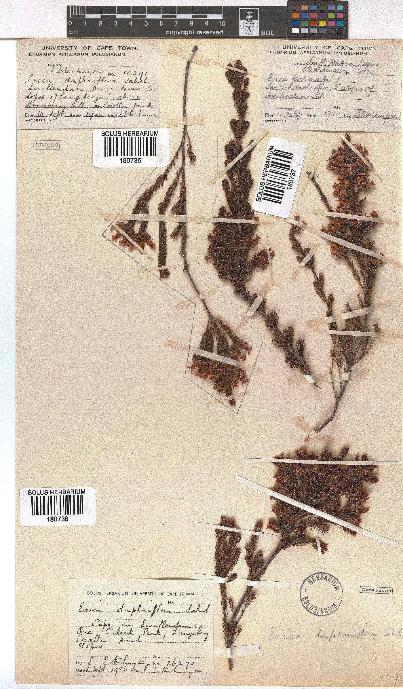 Erica daphniflora image