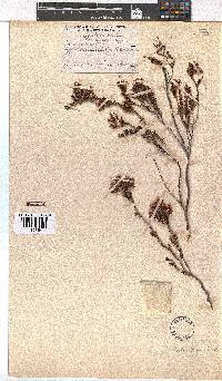 Erica daphniflora image