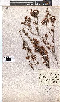 Erica daphniflora image