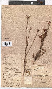 Erica daphniflora image