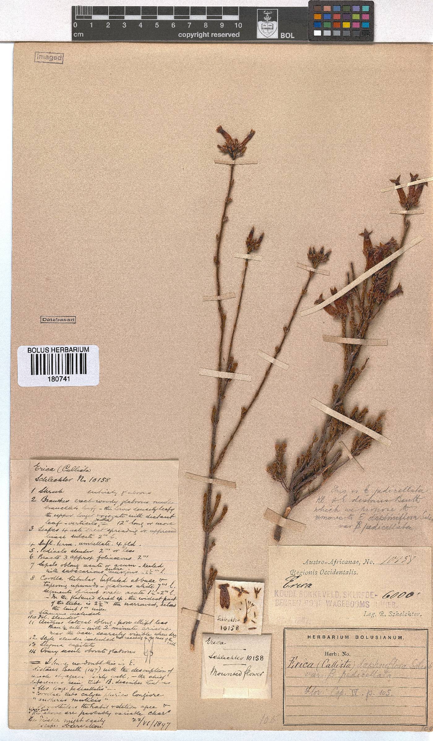 Erica daphniflora var. pedicellata image