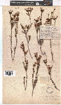 Erica daphniflora image