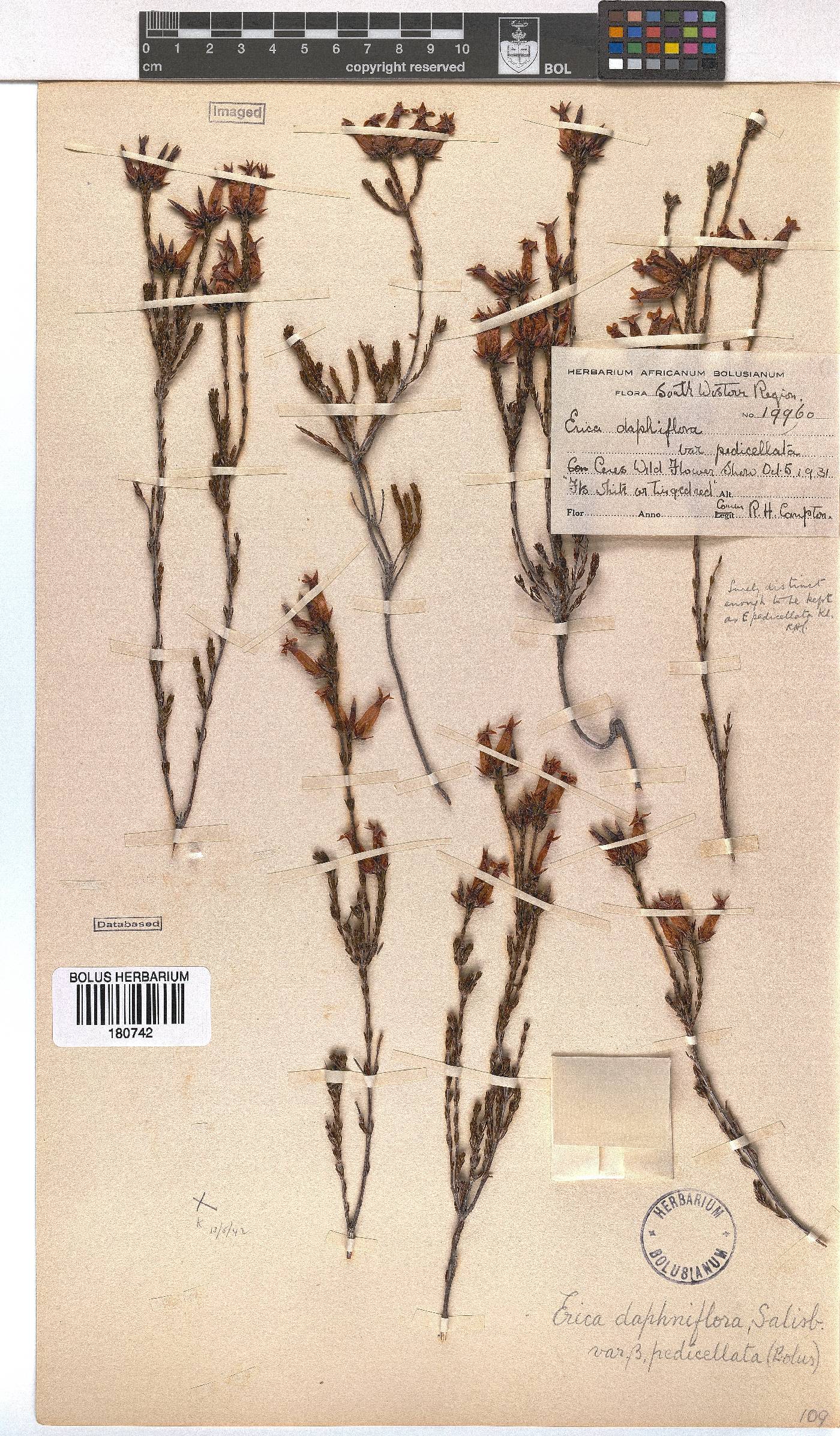 Erica daphniflora var. pedicellata image