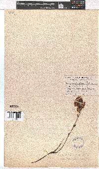 Erica daphniflora image