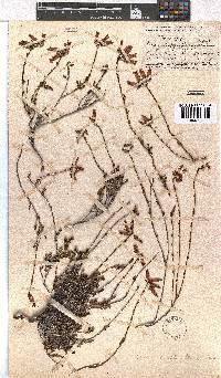 Erica daphniflora image