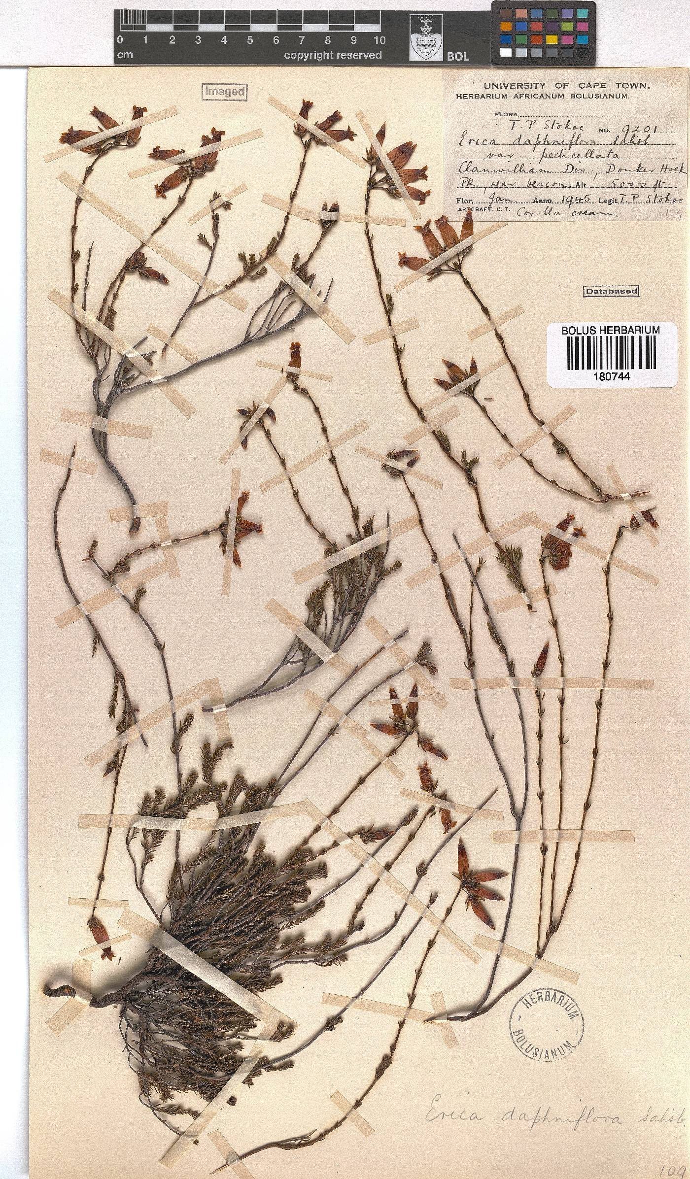 Erica daphniflora var. pedicellata image