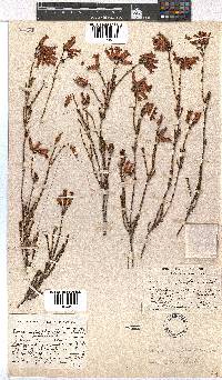 Erica daphniflora image