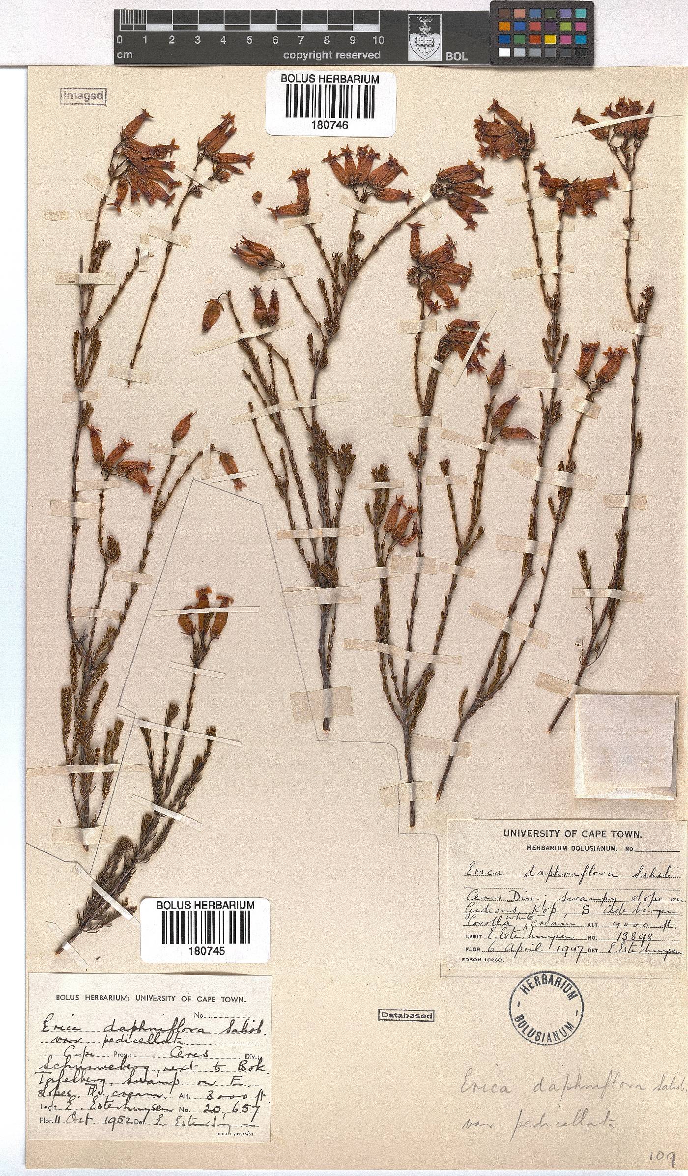 Erica daphniflora var. pedicellata image