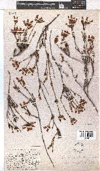 Erica daphniflora image