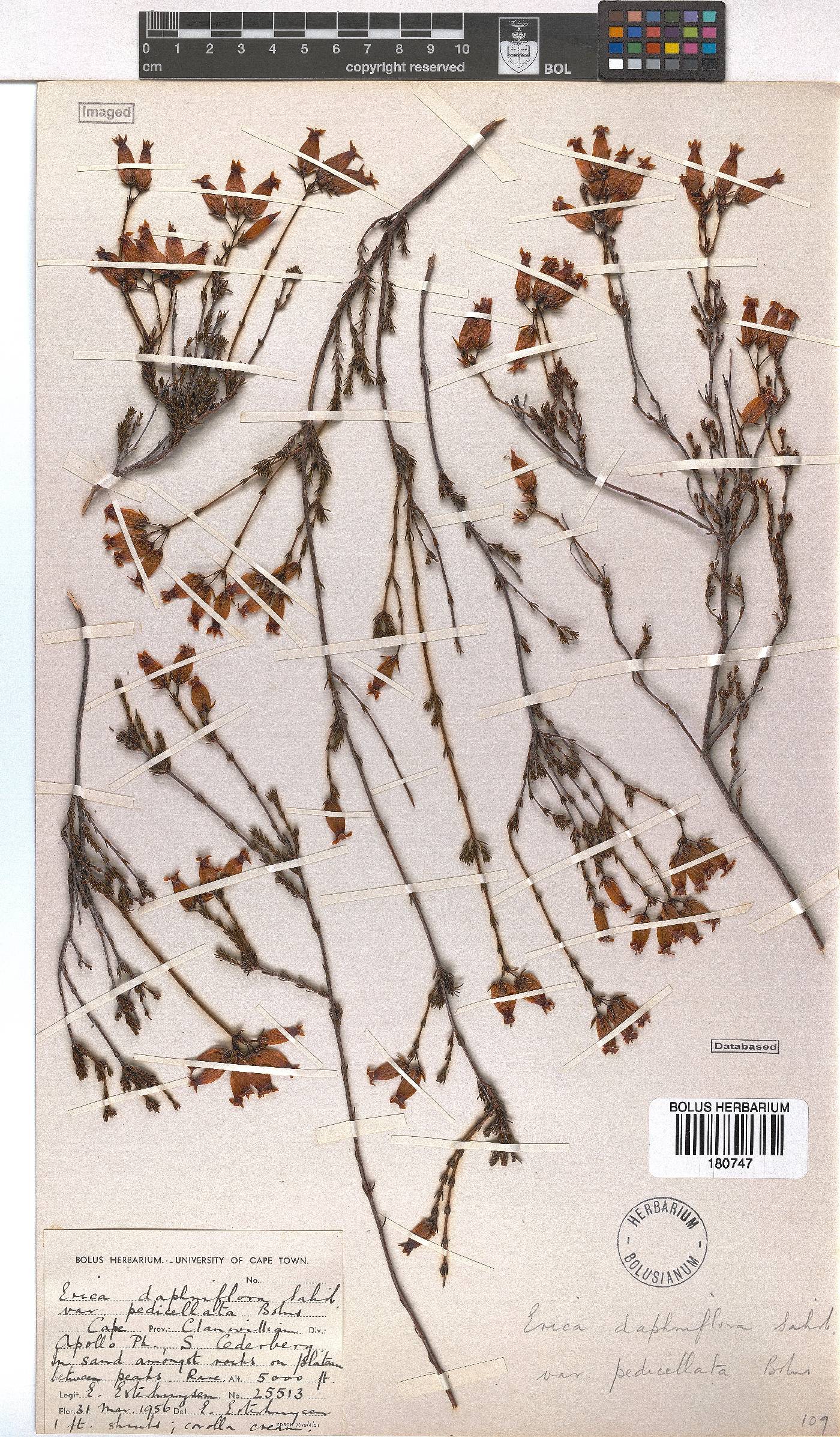 Erica daphniflora var. pedicellata image