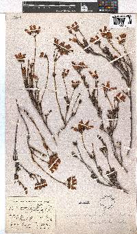 Erica daphniflora image