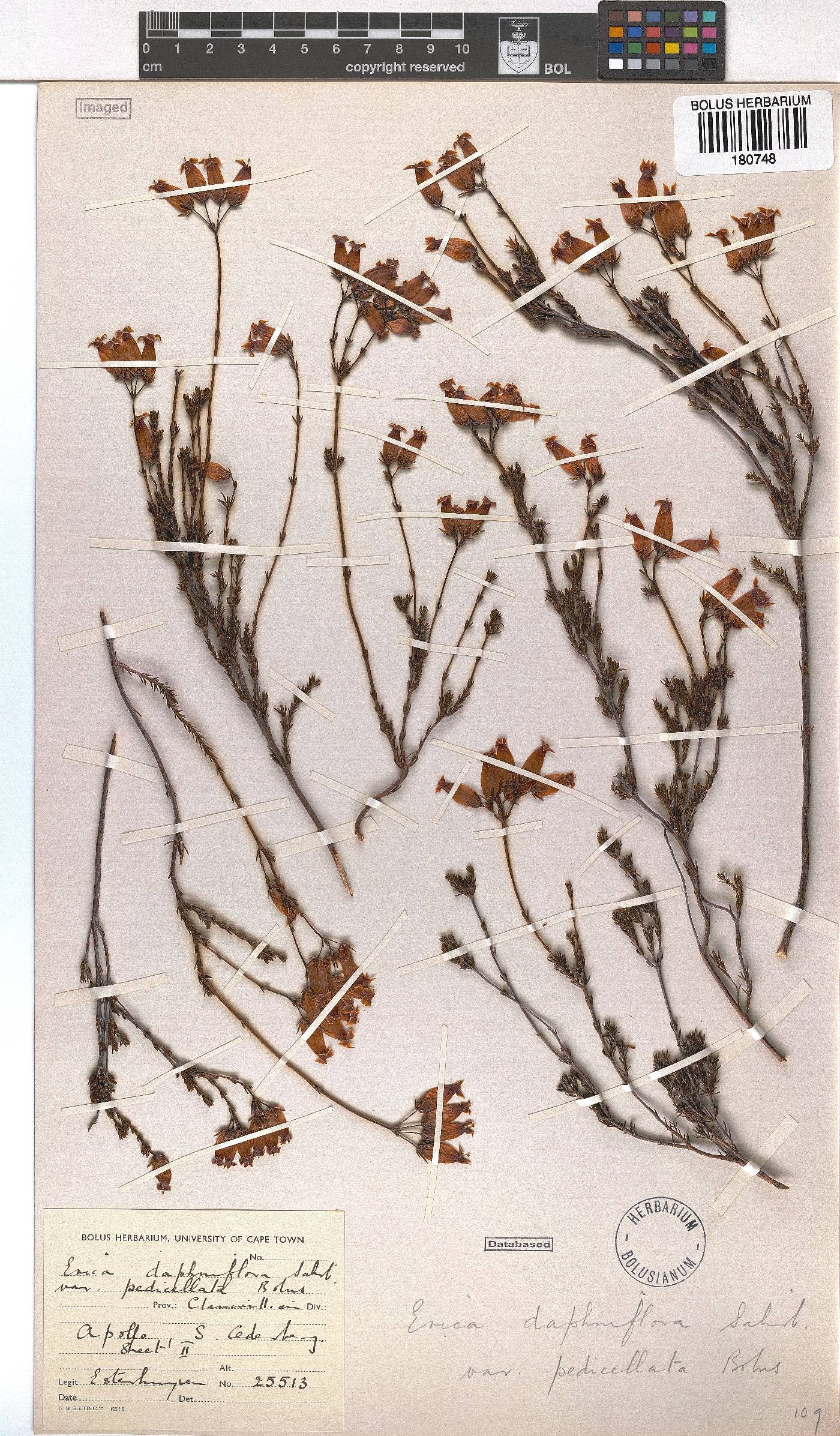 Erica daphniflora image