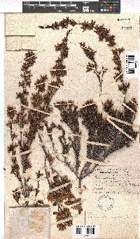 Erica daphniflora image