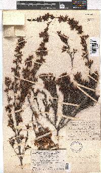 Erica daphniflora image