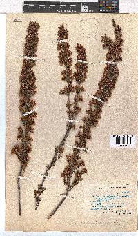 Erica daphniflora image