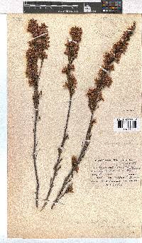 Erica daphniflora image