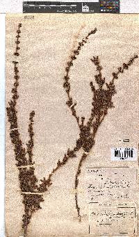 Erica daphniflora image