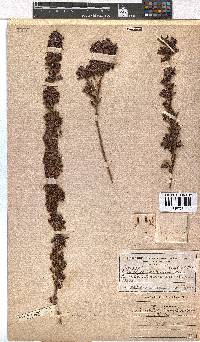 Erica daphniflora image