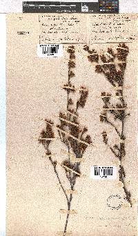 Erica daphniflora image