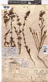 Erica daphniflora image