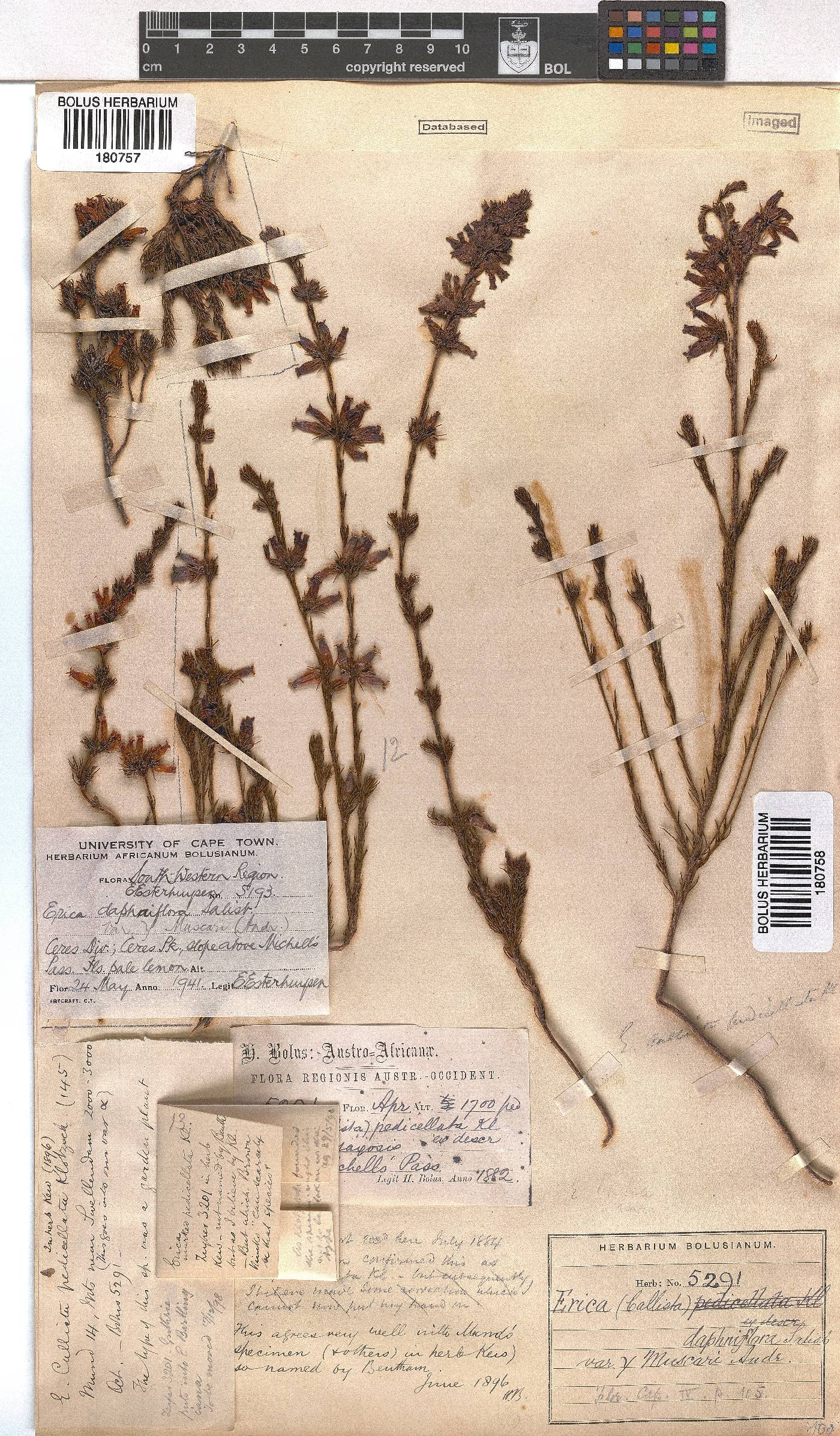 Erica daphniflora image