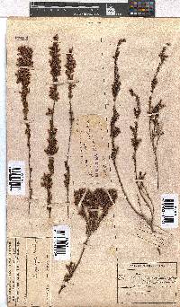 Erica daphniflora image