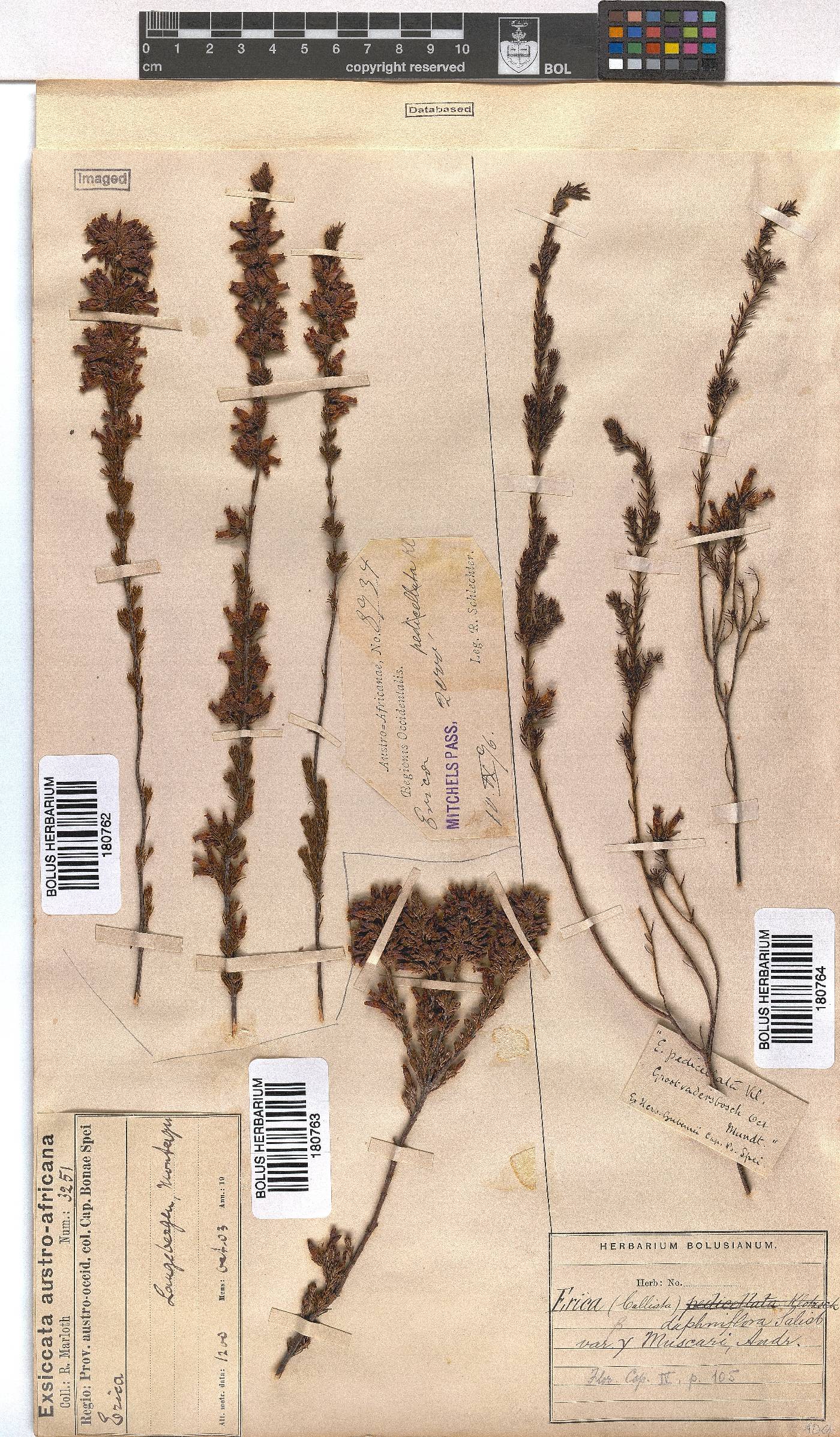 Erica daphniflora var. muscari image