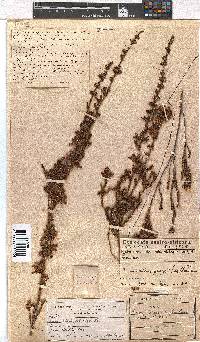 Erica daphniflora image