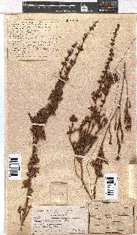 Erica daphniflora image