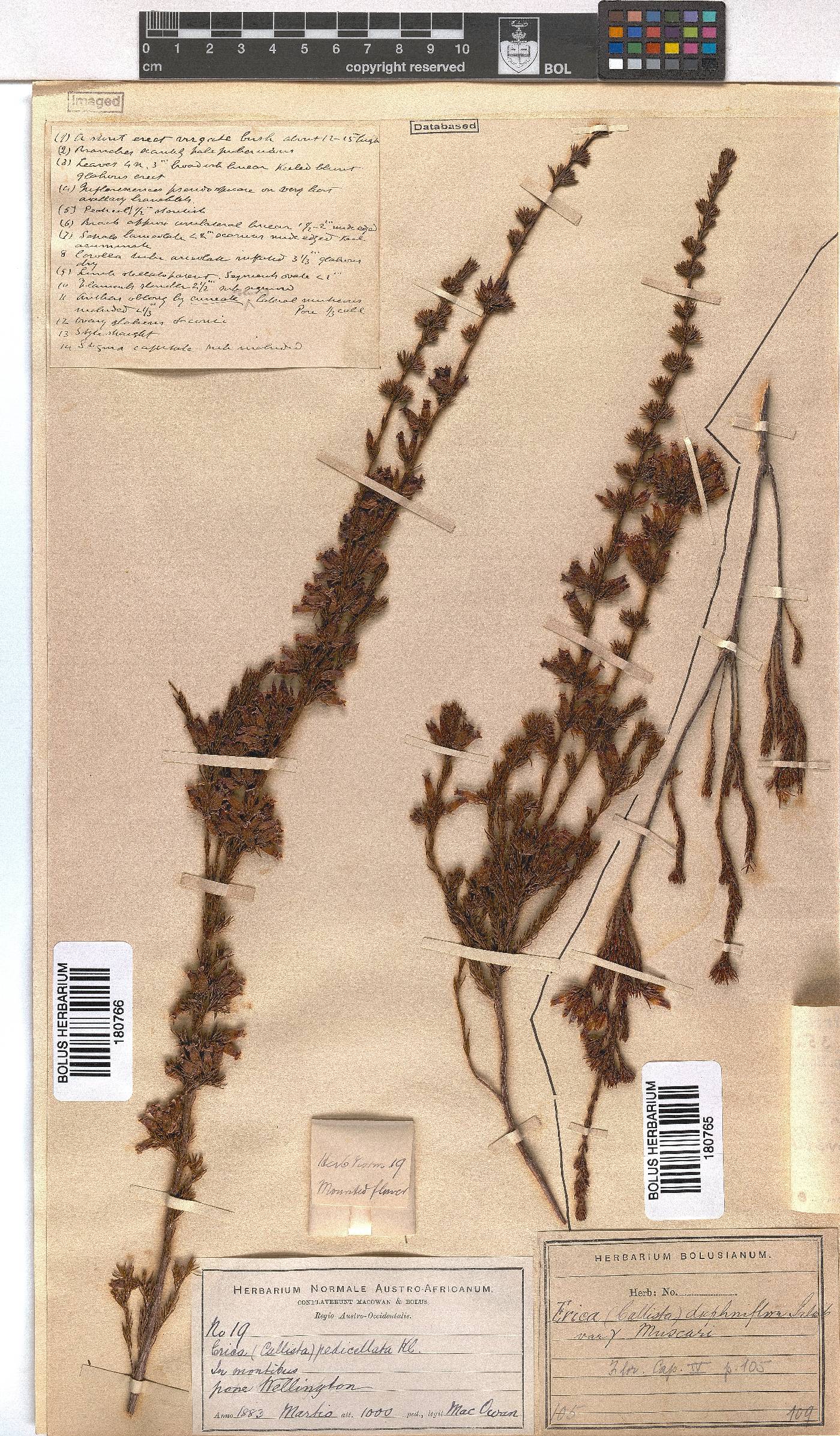 Erica daphniflora var. muscari image