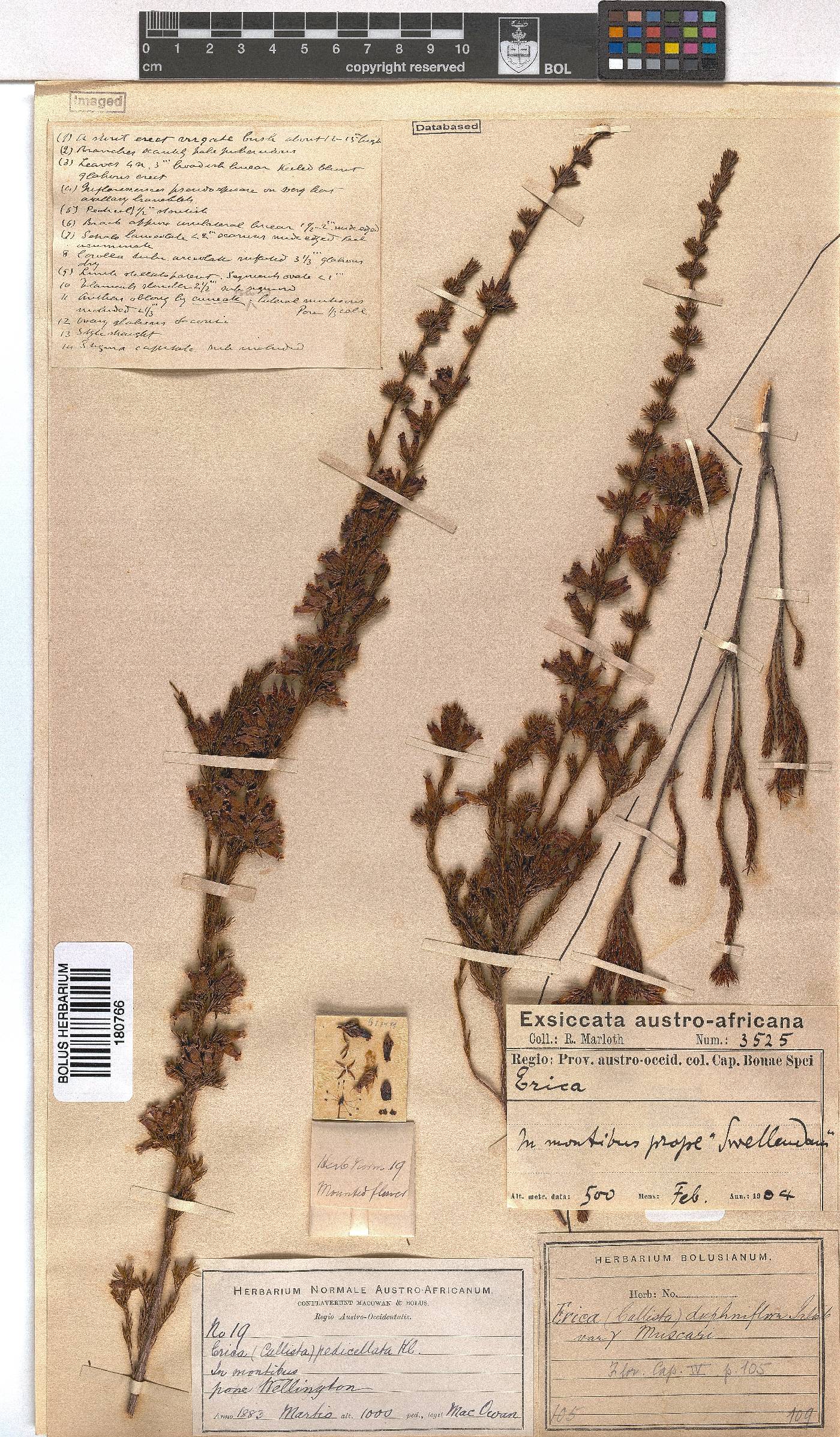 Erica daphniflora var. muscari image