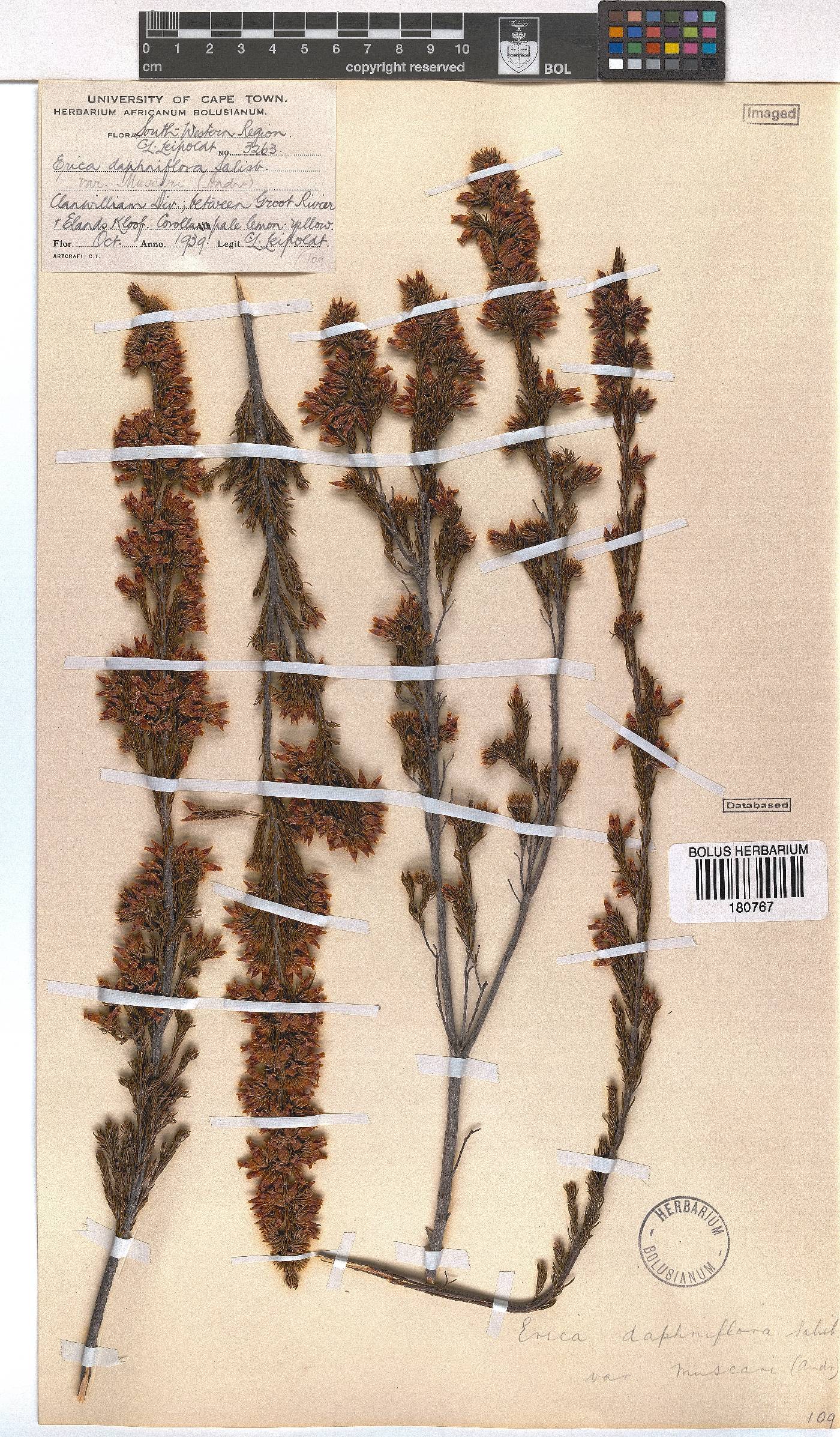 Erica daphniflora var. muscari image