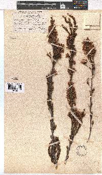 Erica daphniflora image