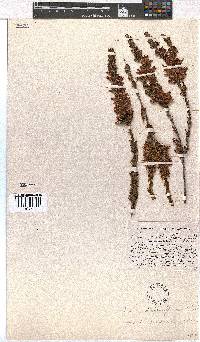 Erica daphniflora image