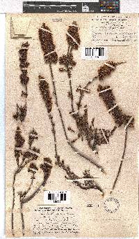 Erica daphniflora image