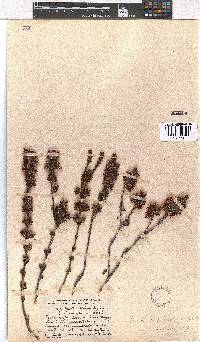 Erica daphniflora image