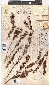 Erica daphniflora image